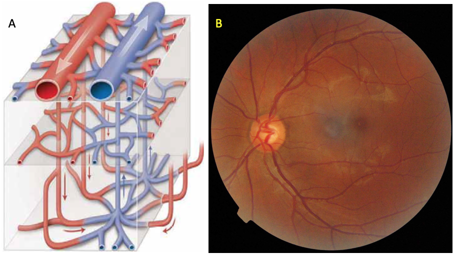 circolo ret norm e fundus norm