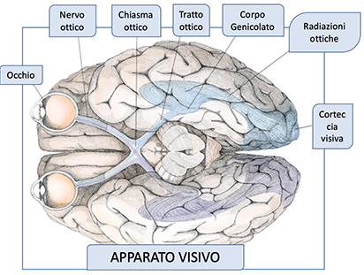 apparato visivo copia