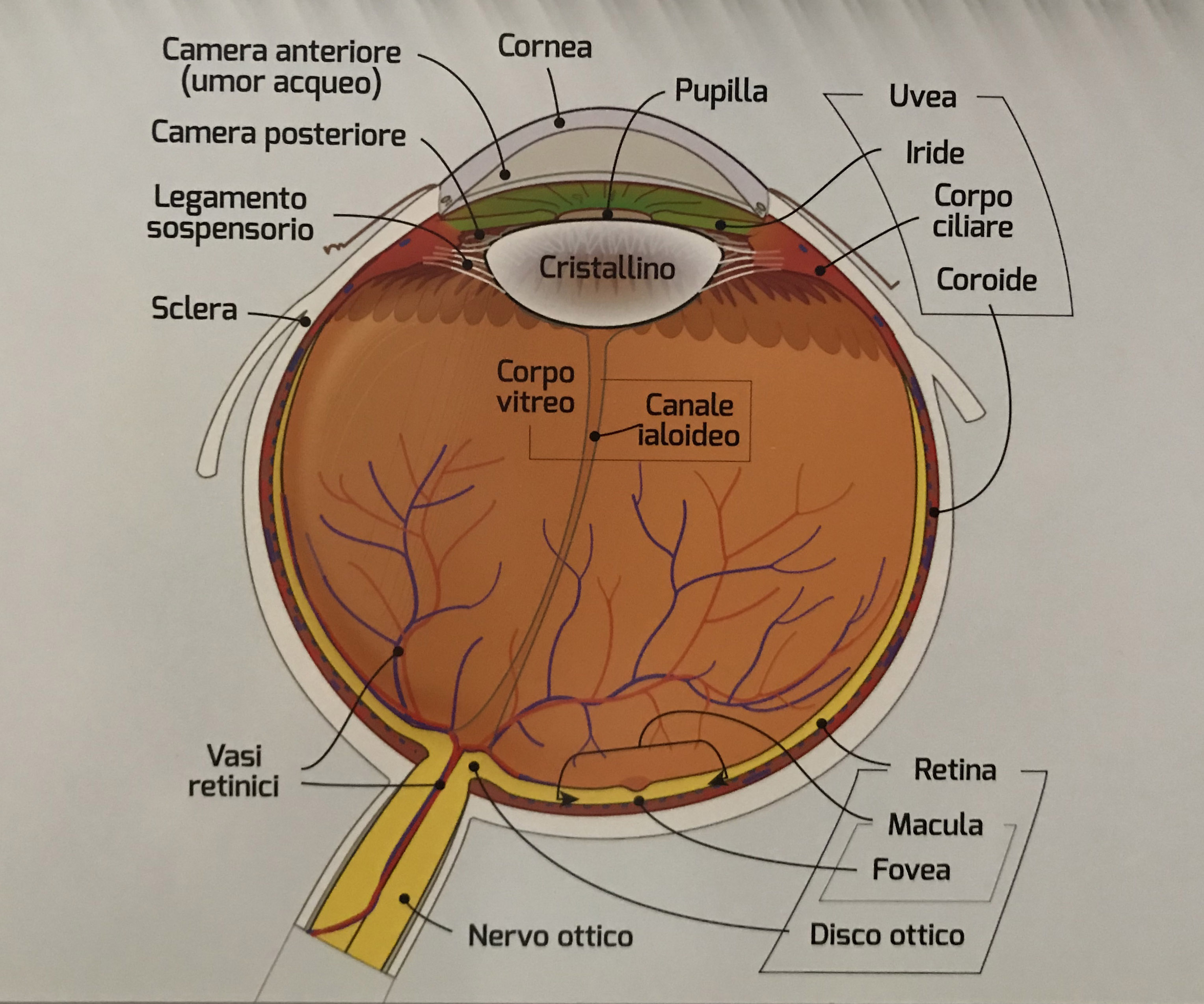 occhio ritagliato